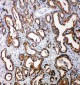 Anti-Tollip Antibody